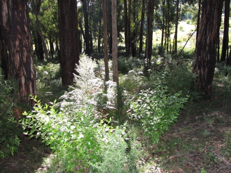 97 Pineridge Road, Moe South VIC 3825