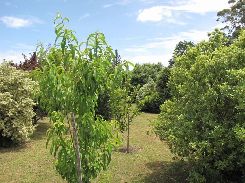19 William Street, Newborough VIC 3825