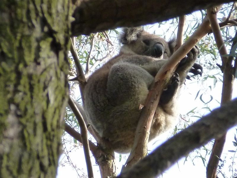 1067 Yarragon South Road, Trafalgar South VIC 3824