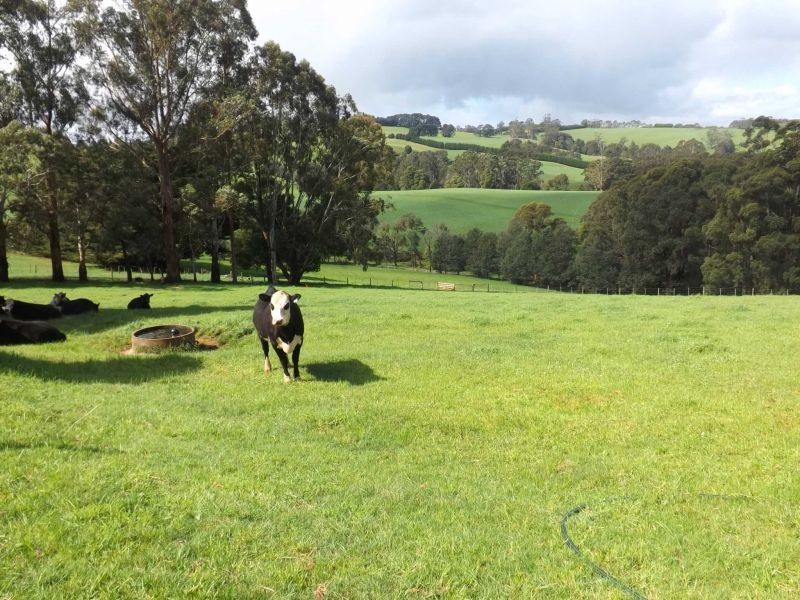 33 Walnut Road, Trafalgar South VIC 3824