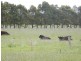 111 Eight Mile Road, Trafalgar VIC 3824