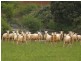 Lot 1 McDonalds Track, Thorpdale VIC 3835
