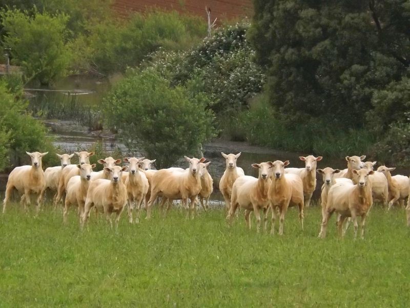 Lot 1 McDonalds Track, Thorpdale VIC 3835