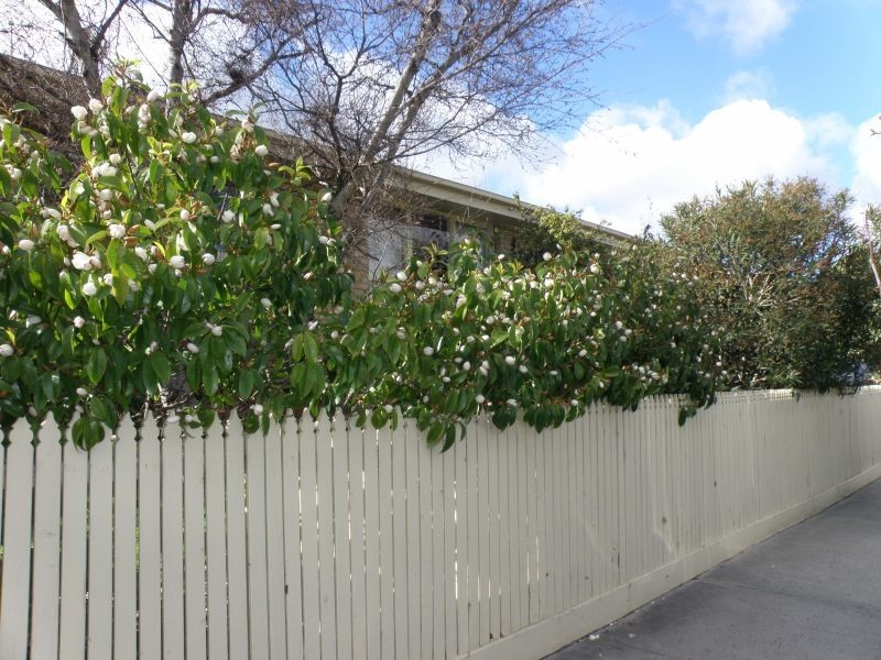 3/12 Edgevale Road, Kew VIC 3101