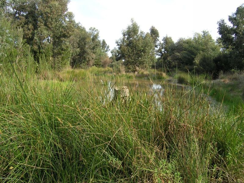 29 Mountain Ash Avenue, Ashwood VIC 3147