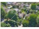 95 Summerhill Road, Glen Iris VIC 3146