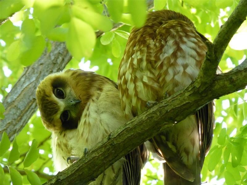 5 Pumphrey Court, Redwood Park SA 5097