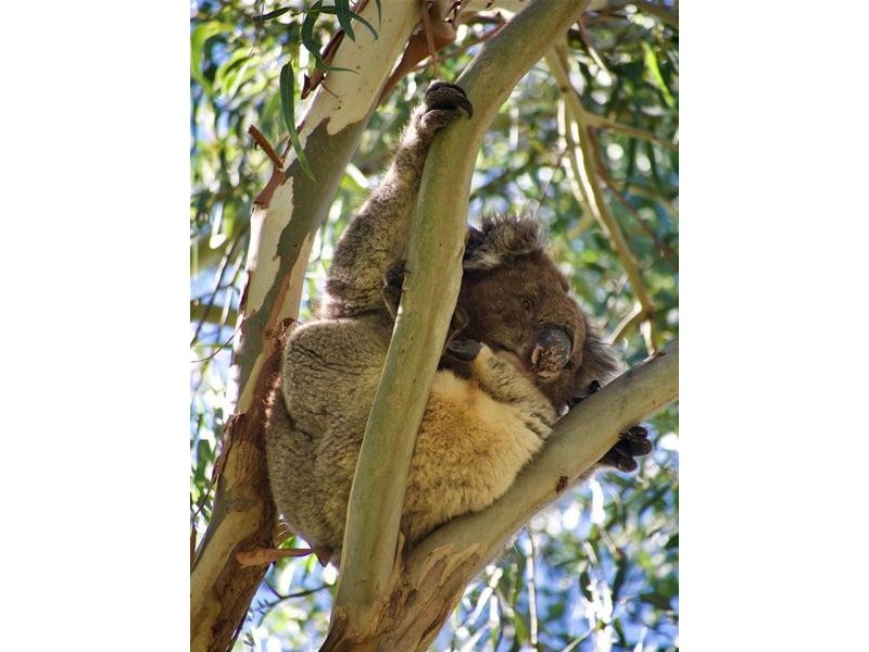 749 Greenhill Road, Greenhill SA 5140