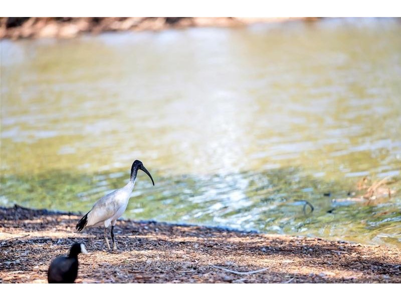 16 Alicante Avenue, Wynn Vale SA 5127