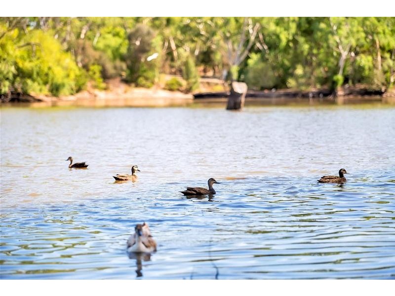 16 Alicante Avenue, Wynn Vale SA 5127