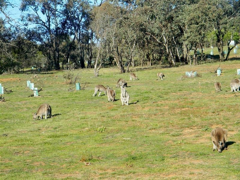 37 Whitmore Crescent, Watson ACT 2602