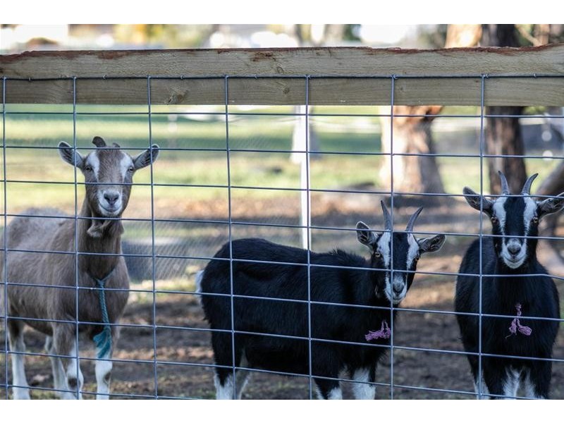 31 Port Fairy Road, Ararat VIC 3377