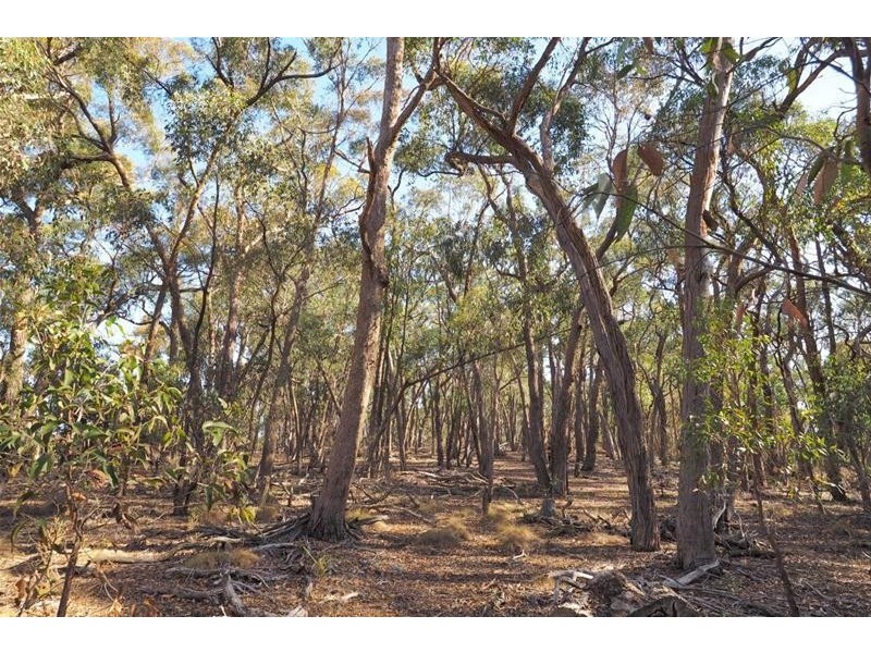 45B Scholes Road, Raglan VIC 3373