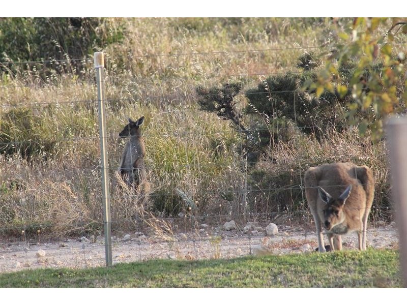 11 Isabelline Terrace, Karnup WA 6176