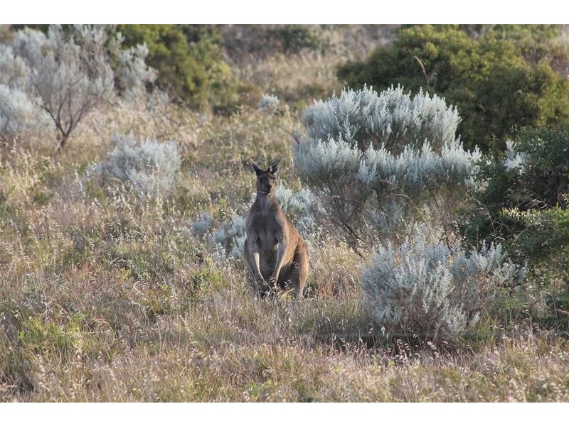 11 Isabelline Terrace, Karnup WA 6176