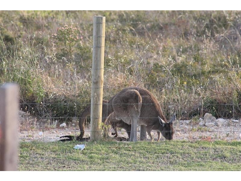 11 Isabelline Terrace, Karnup WA 6176