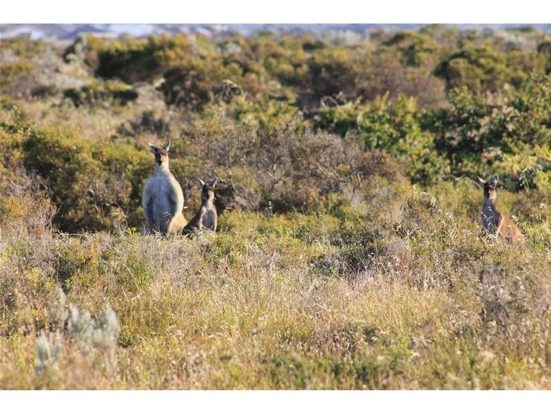 11 Isabelline Terrace, Karnup WA 6176