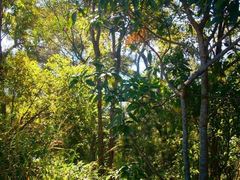 6 Pandora Court, Macleay Island QLD 4184