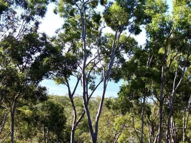 36 Blue Water Crescent, Macleay Island QLD 4184