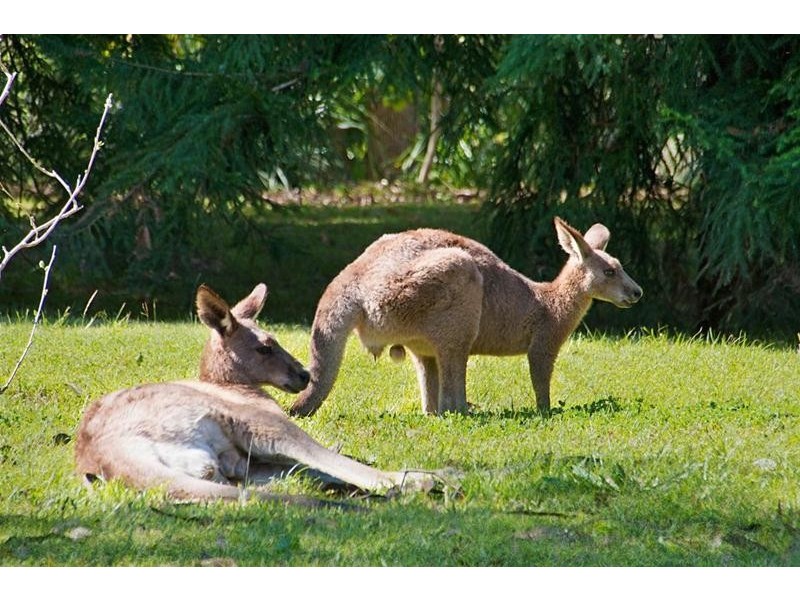 5 Doolee Court, Currumbin Valley QLD 4223