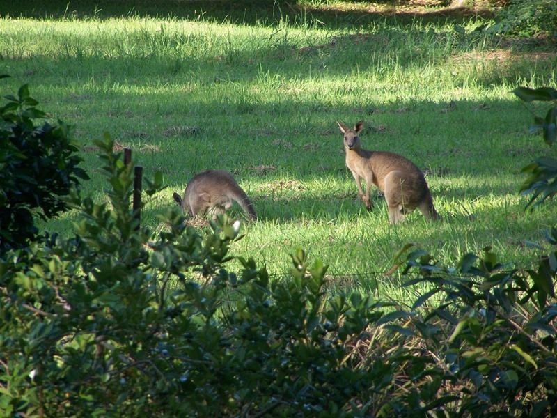62A Tomewin Mountain Road, Currumbin Valley QLD 4223