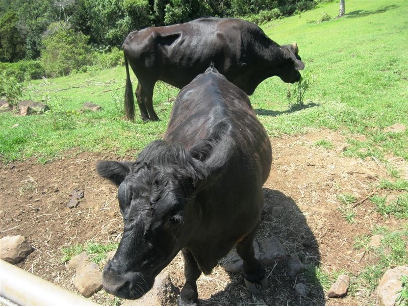 614 Trees Road, Tallebudgera QLD 4228