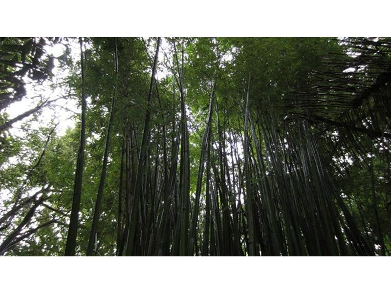 Currumbin Valley QLD 4223