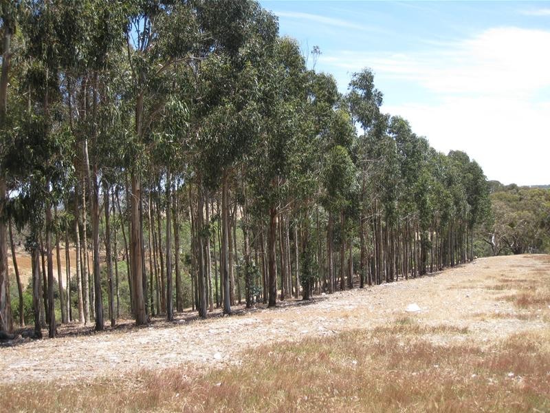 151 Winton Road, Birdwood SA 5234