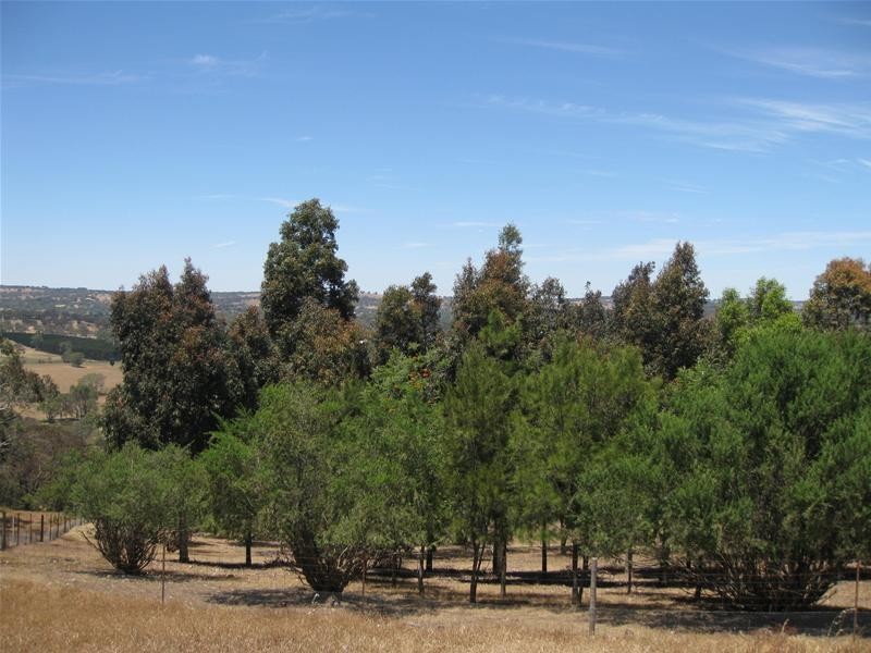 151 Winton Road, Birdwood SA 5234