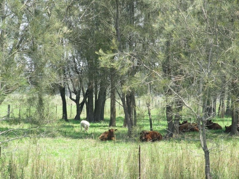 Lot 5 Micalo Road, Micalo Island NSW 2464