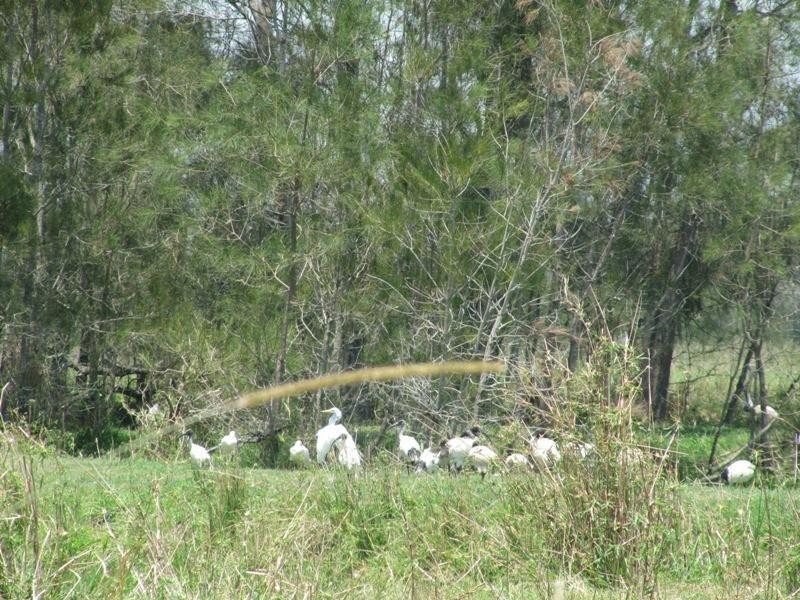 Micalo Island NSW 2464