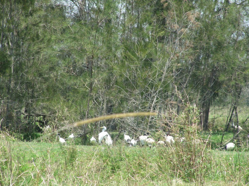 Micalo Island NSW 2464