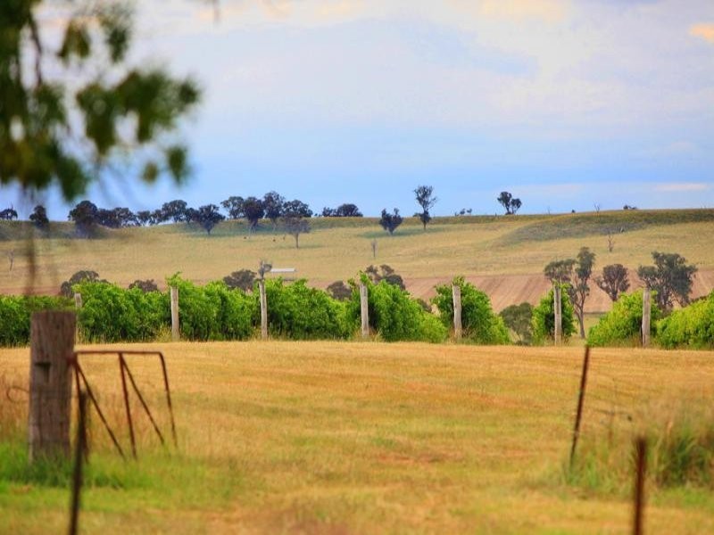 154 Peabody Road, Molong NSW 2866