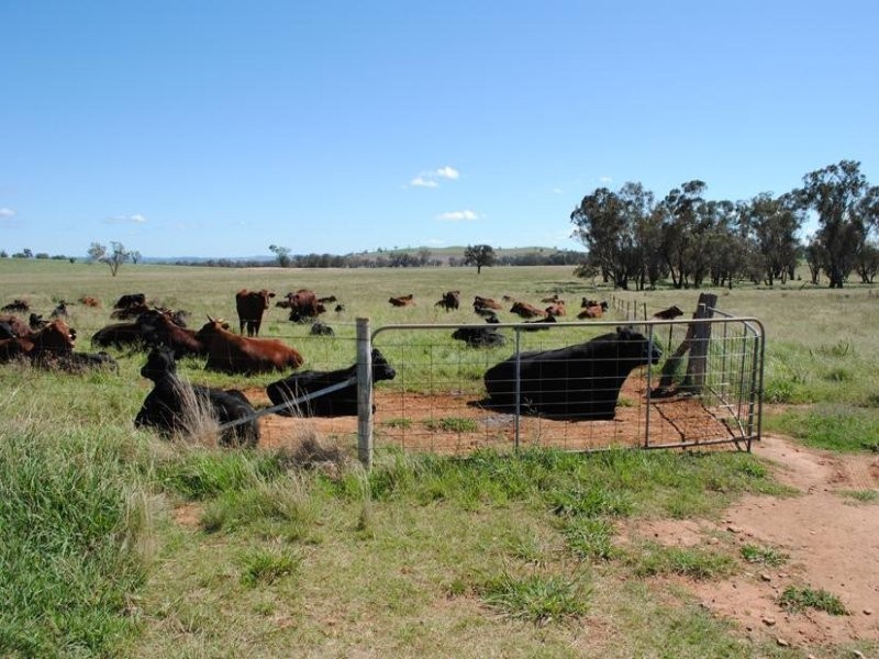 206 Avenel Road, Cargo NSW 2800