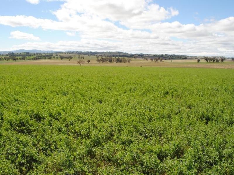 206 Avenel Road, Cargo NSW 2800