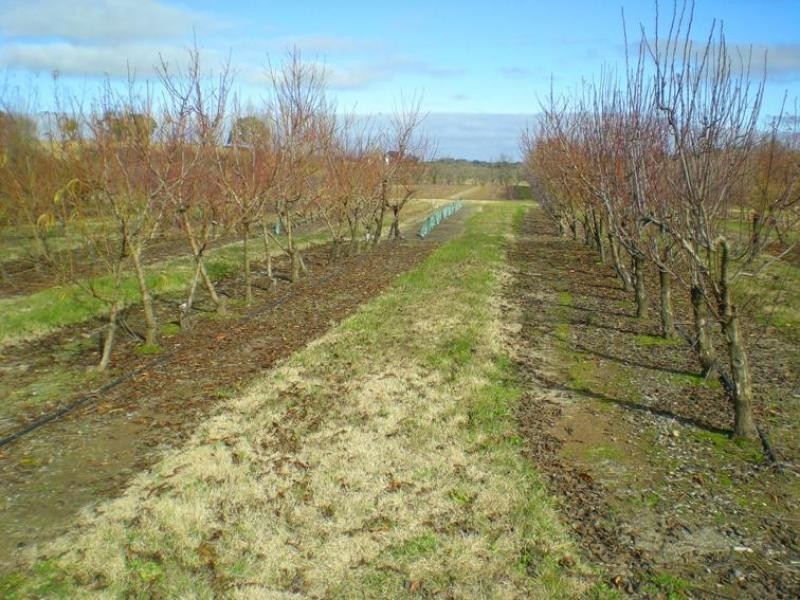 53 Shepherd Road, Orange NSW 2800