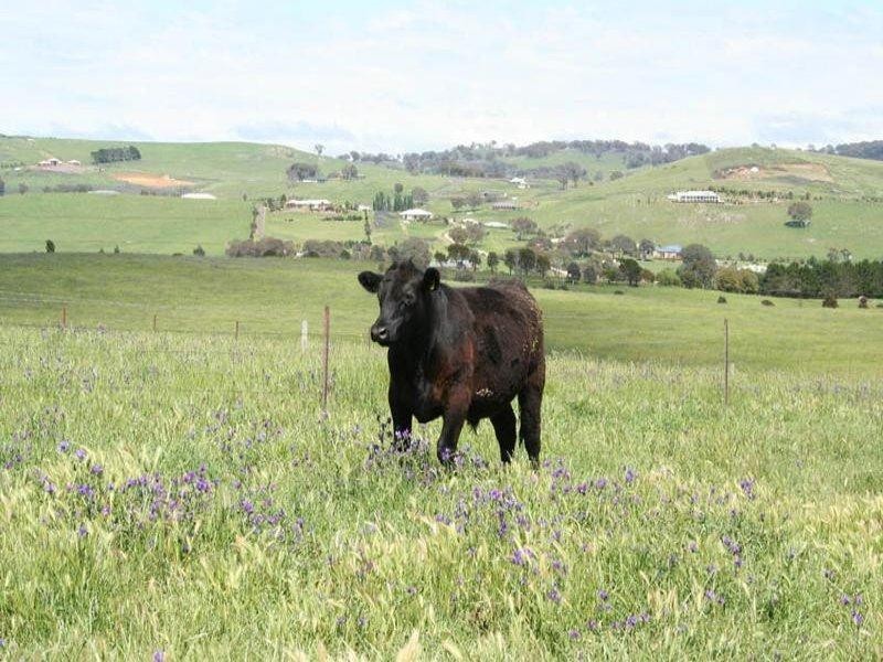 1190 Mitchell Highway, Orange NSW 2800