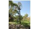 12 (Lot)  Jacob Road, Willyaroo SA 5255