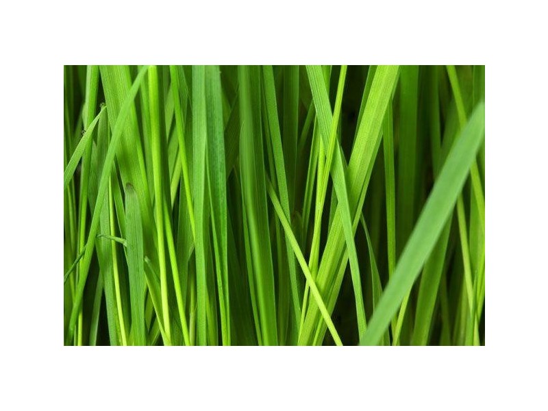 Essendon West VIC 3040