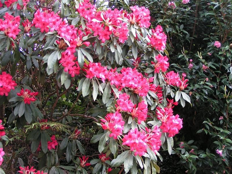 32 The Patch Road, The Patch VIC 3792