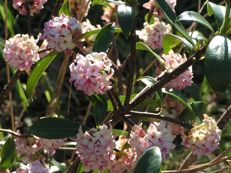 32 The Patch Road, The Patch VIC 3792