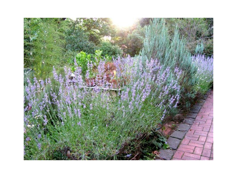 24 Melrose  Street, Mont Albert North VIC 3129