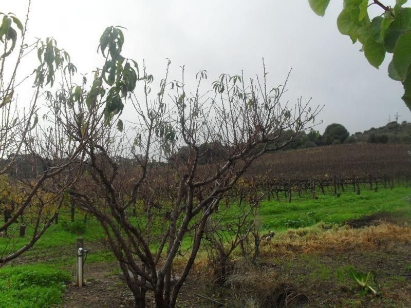 54 Edwards Road, Willunga SA 5172