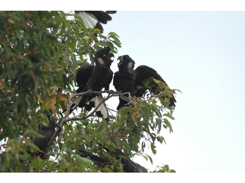 90 Fouracre Street, Waroona WA 6215