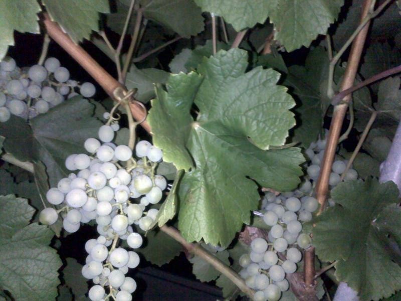 90 Fouracre Street, Waroona WA 6215