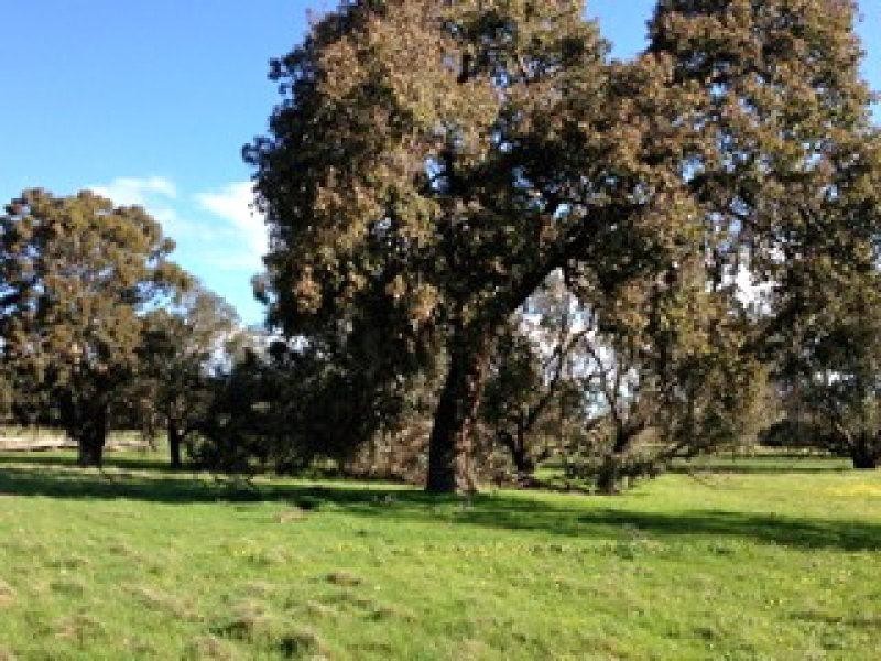 17 Kalimna Way, Boddington WA 6390