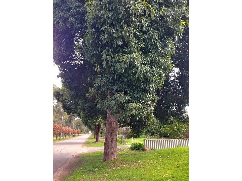 15 Banksiadale Road, Dwellingup WA 6213