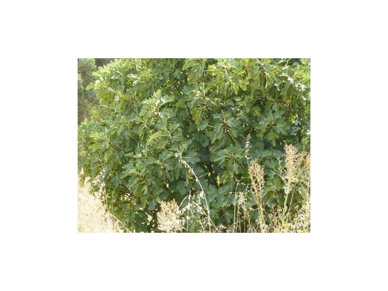 20 Pollard Street, Boddington WA 6390