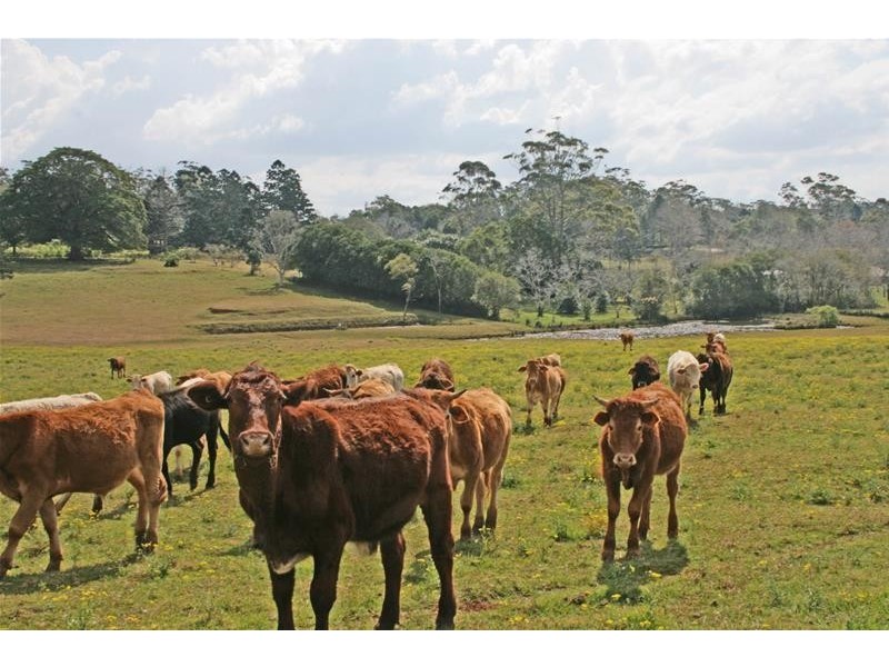 59 Wilson Road, Tamborine Mountain QLD 4272