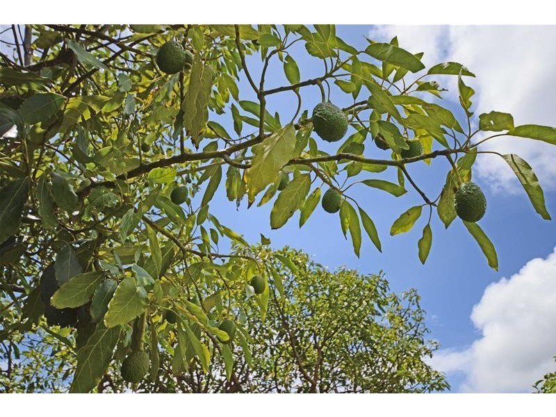 Tamborine Mountain QLD 4272